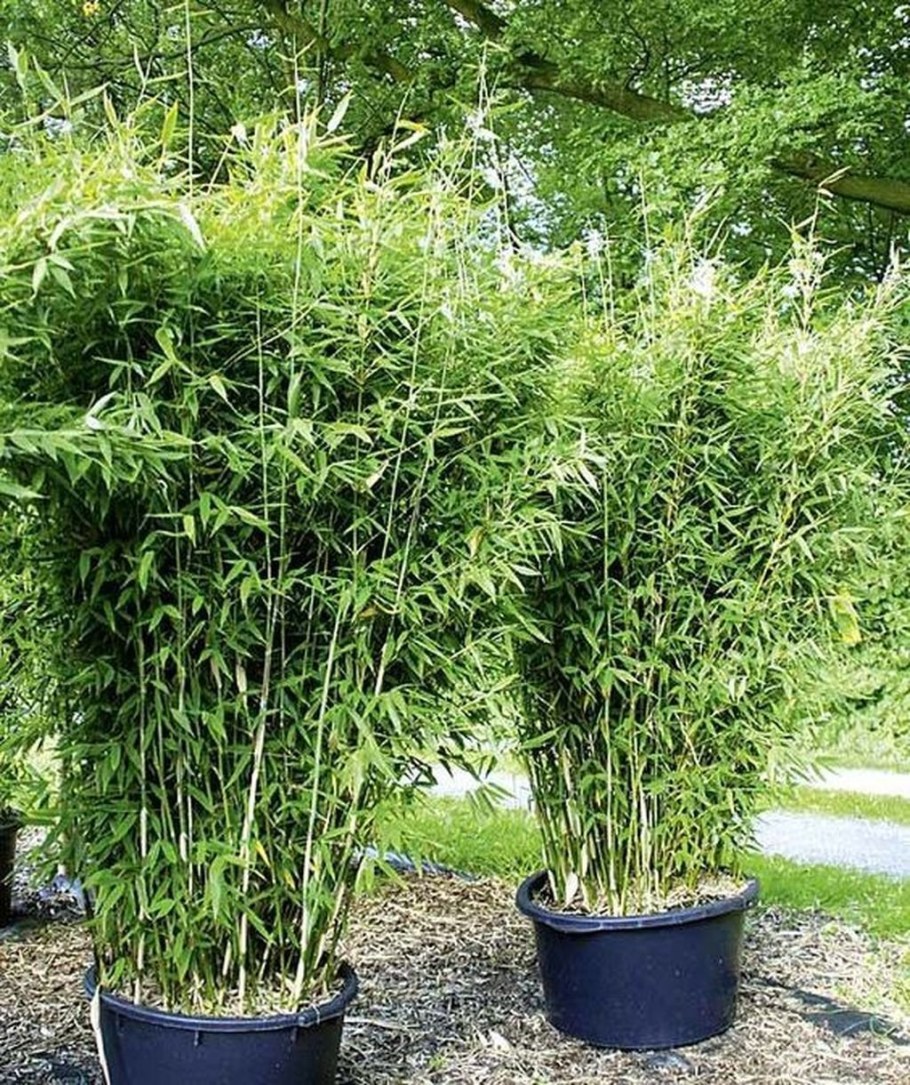 Вечнозеленый бамбук