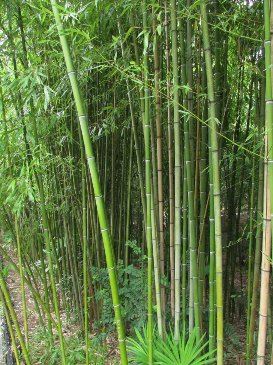 Бамбук садовый широколистный