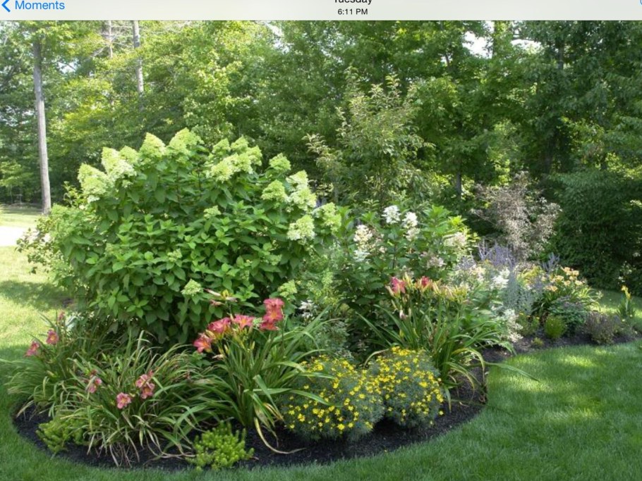 Пион древовидный в миксбордере