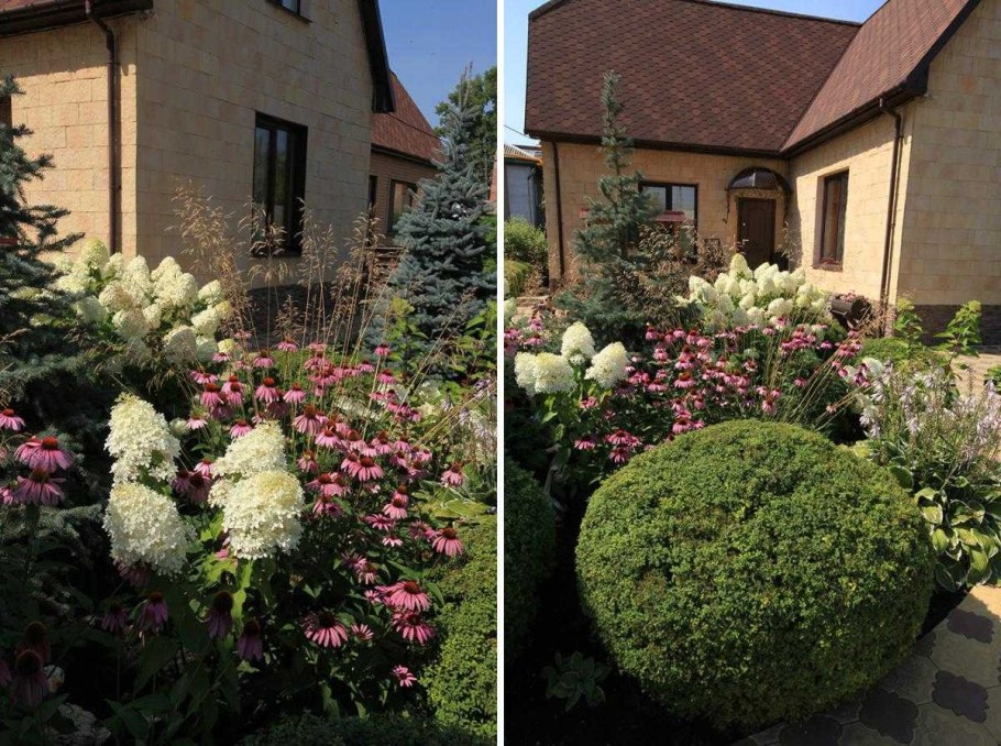 Миксбордер с гортензией метельчатой