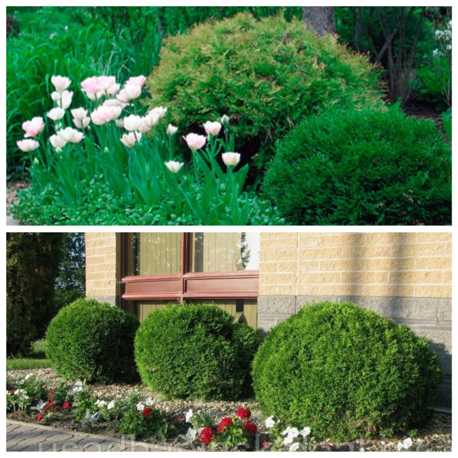 Туя Mr Bowling Ball в композиции ландшафтного