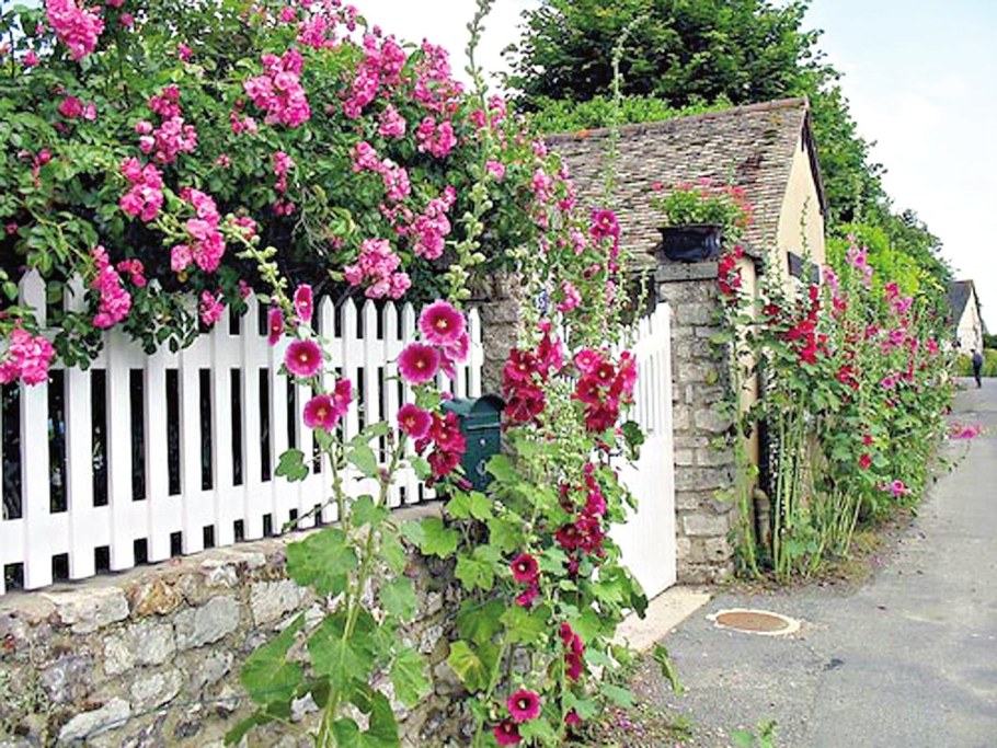 Мальва в палисаднике