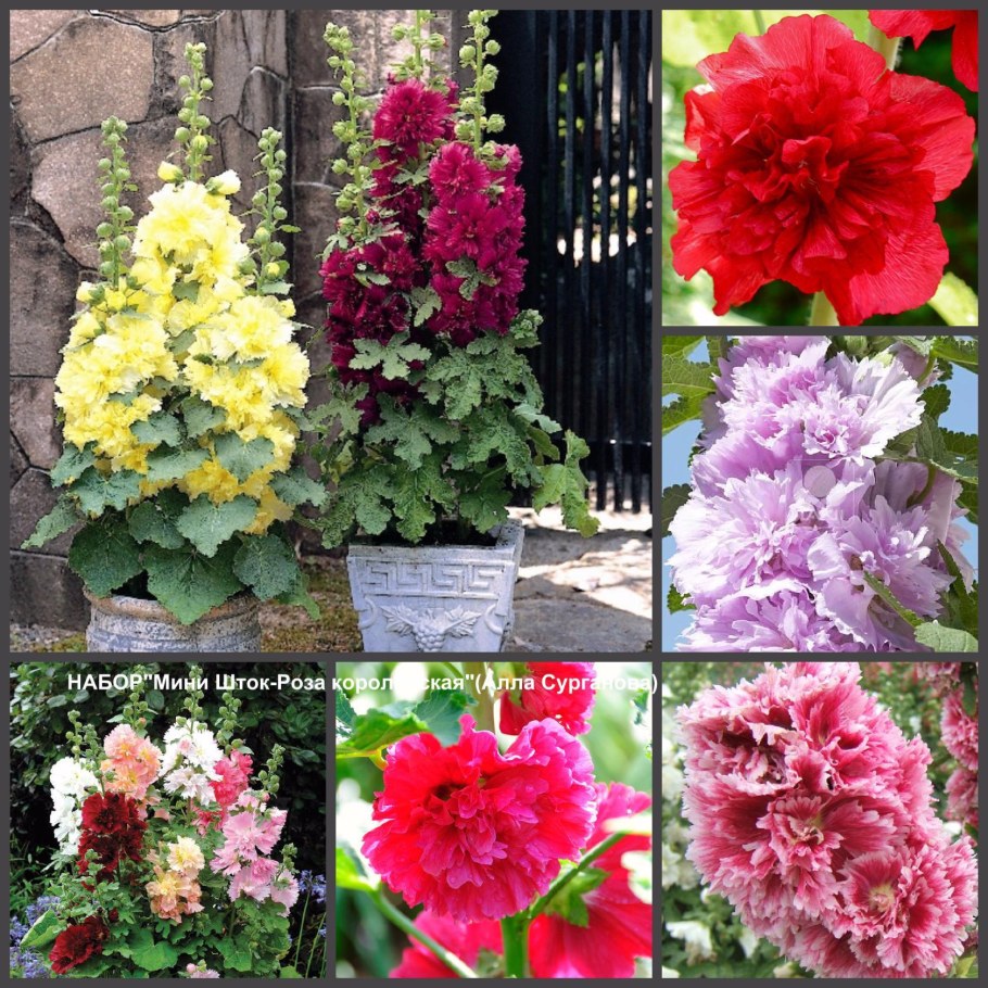 Шток-роза(Мальва) Королевская
