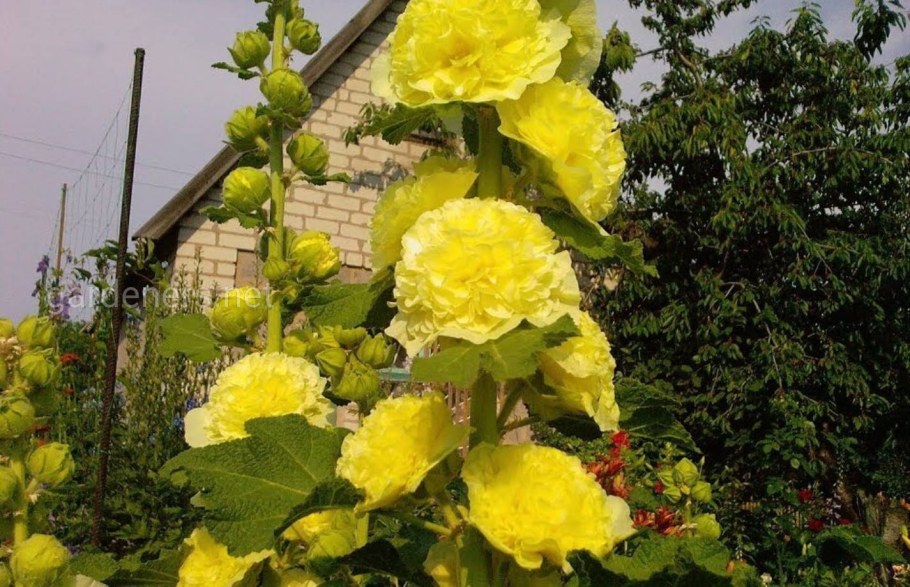 Мальва шток роза