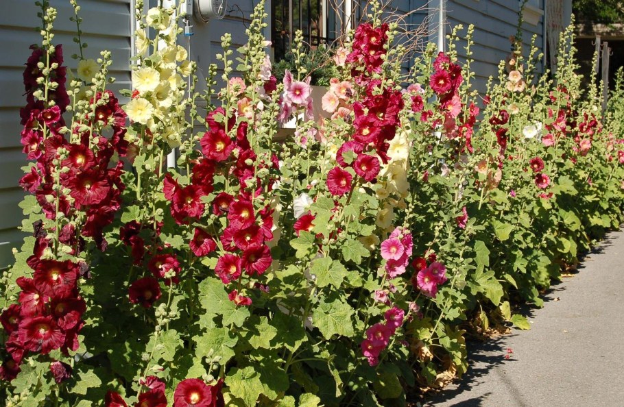 Мальва шток роза