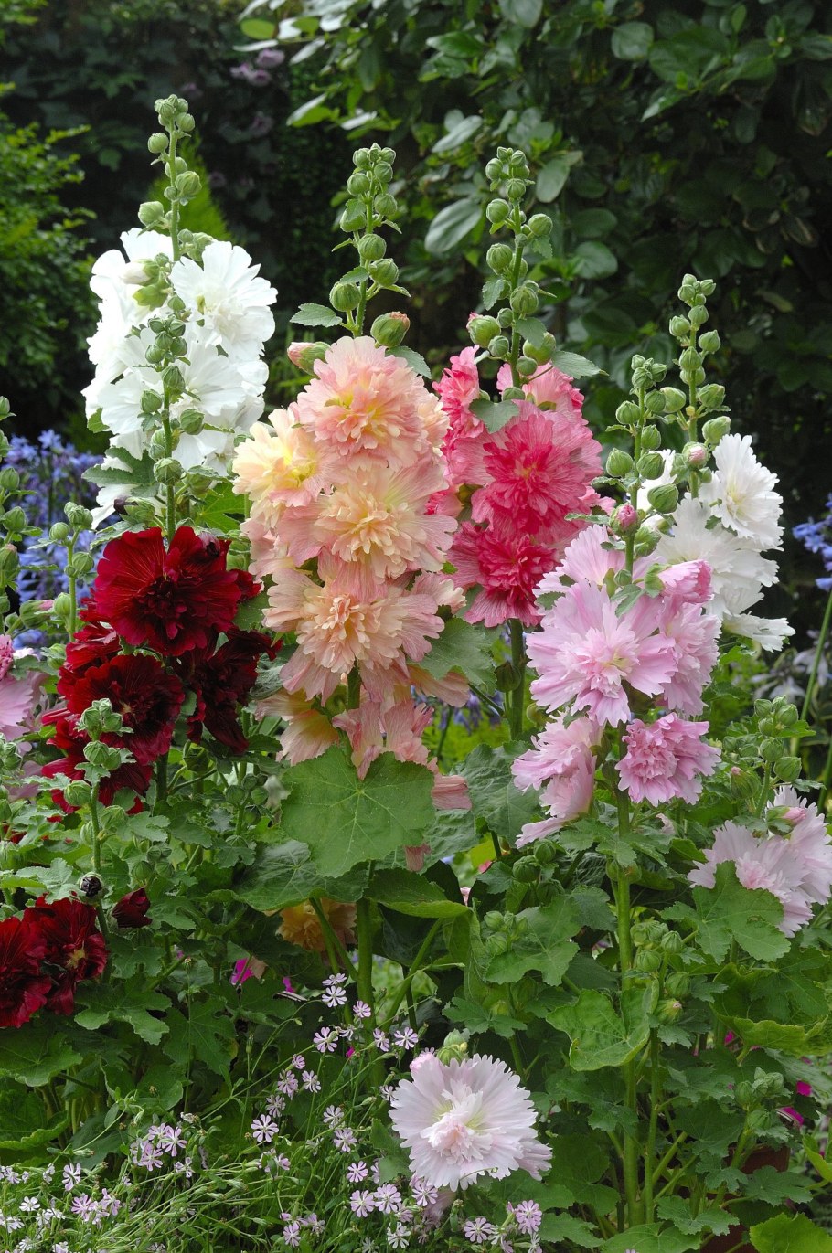 Мальва – Alcea rosea