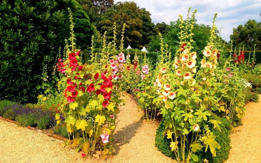 Мальва Садовая (шток-роза)