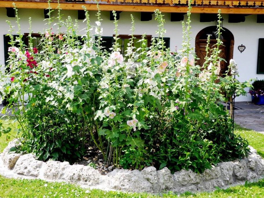 Мини шток роза Наутилус