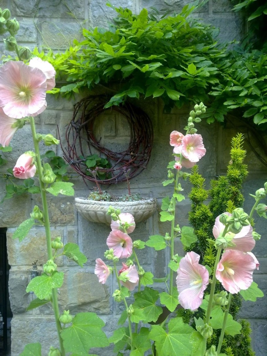 Мальва многолетняя