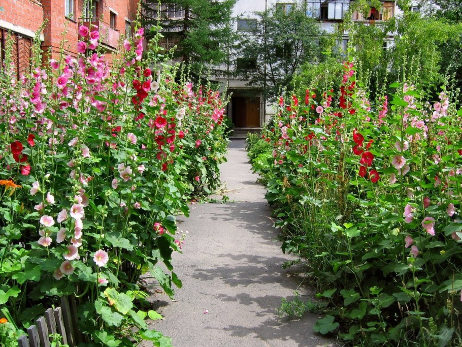 Мальва шток роза в огороде
