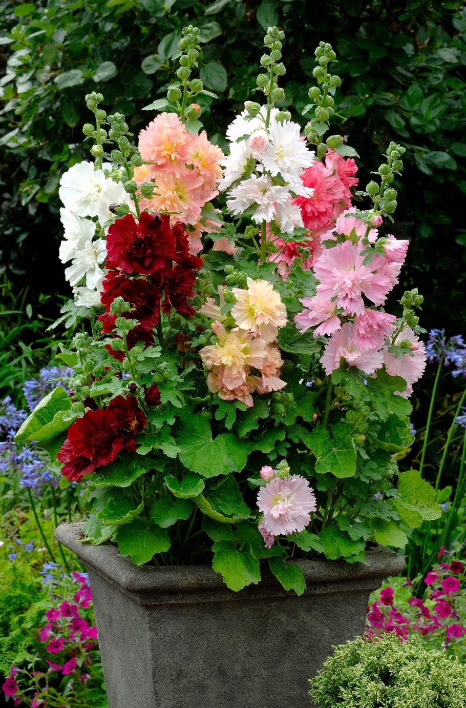 Мальва шток роза семена