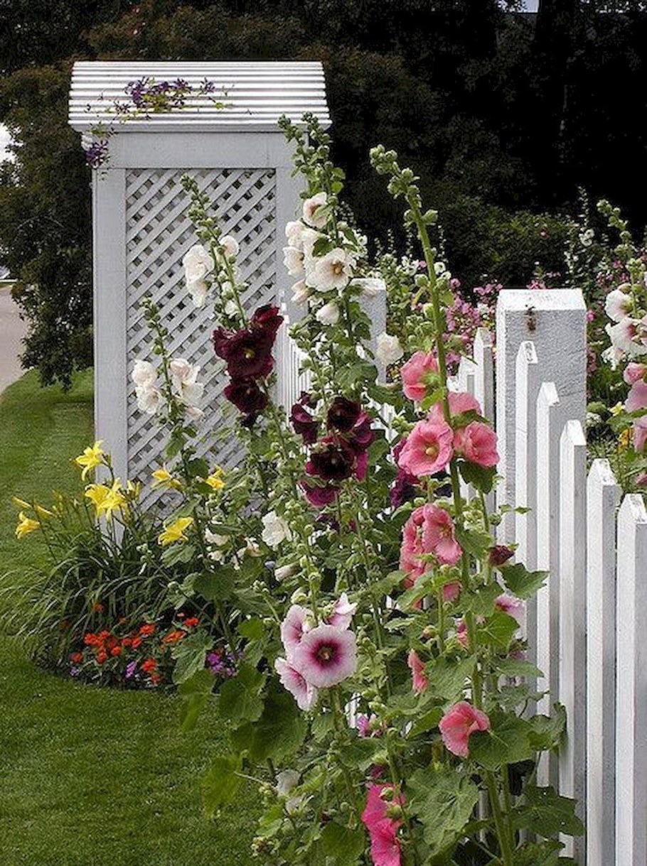 Мальва шток роза в саду