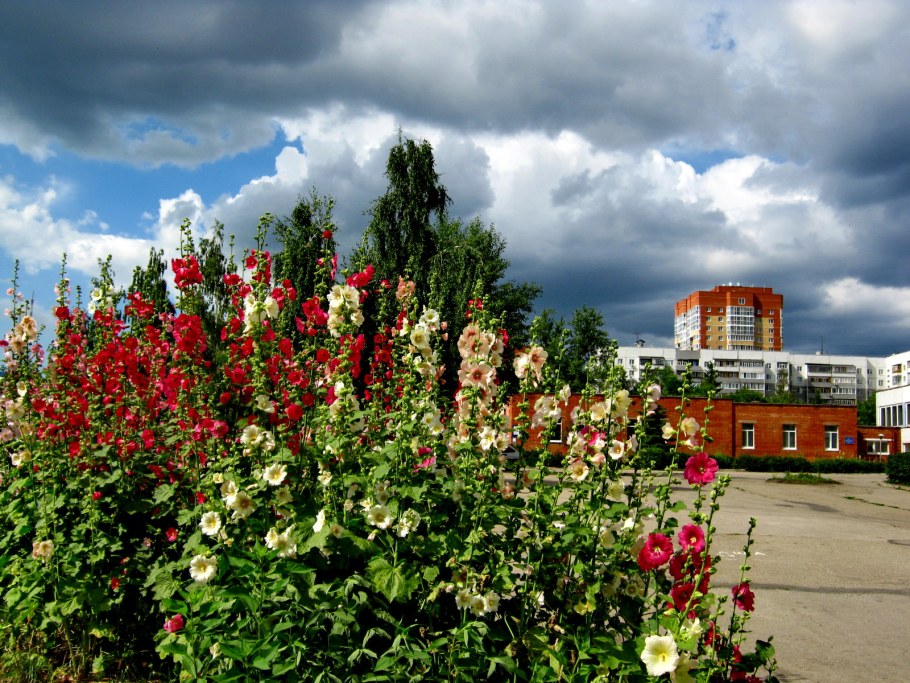 Мальва в Анапе