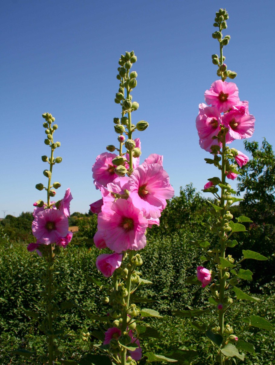 Мальва – Alcea rosea