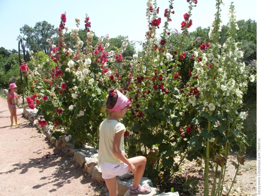 Шток роза Живая изгородь