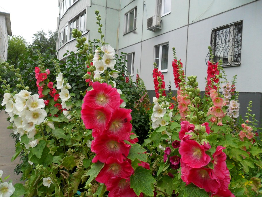 Мальва Садовая (шток-роза)