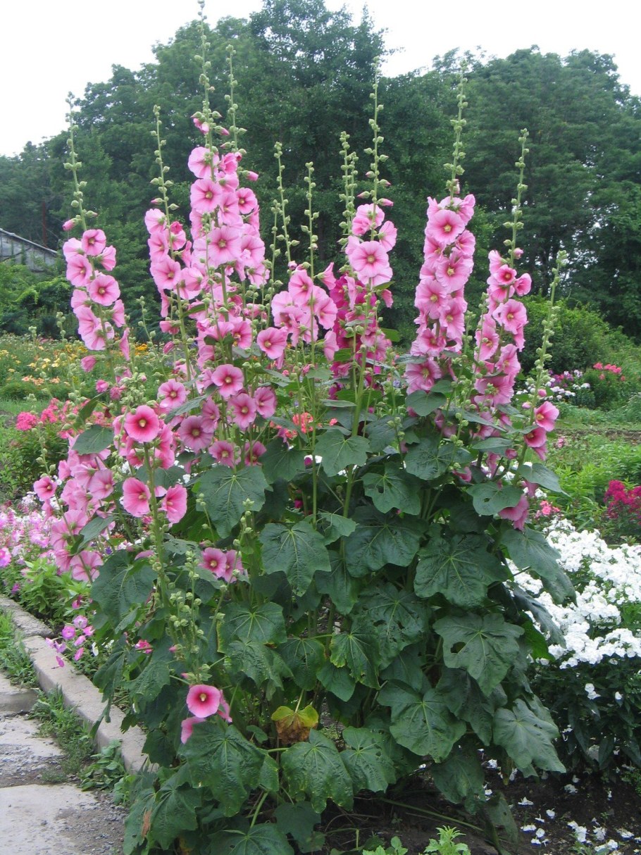 Мальва шток – роза розовая