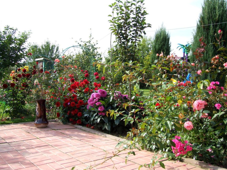 Шток роза в ландшафте Прованс