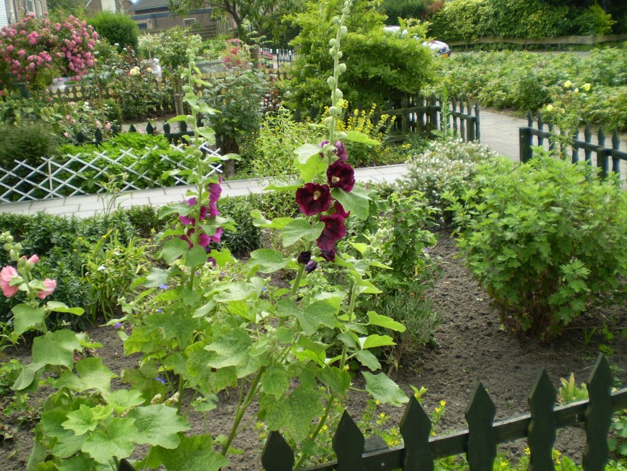 Мальва шток роза на участке