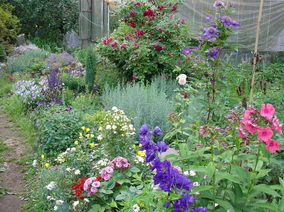 Аквилегия в миксбордере