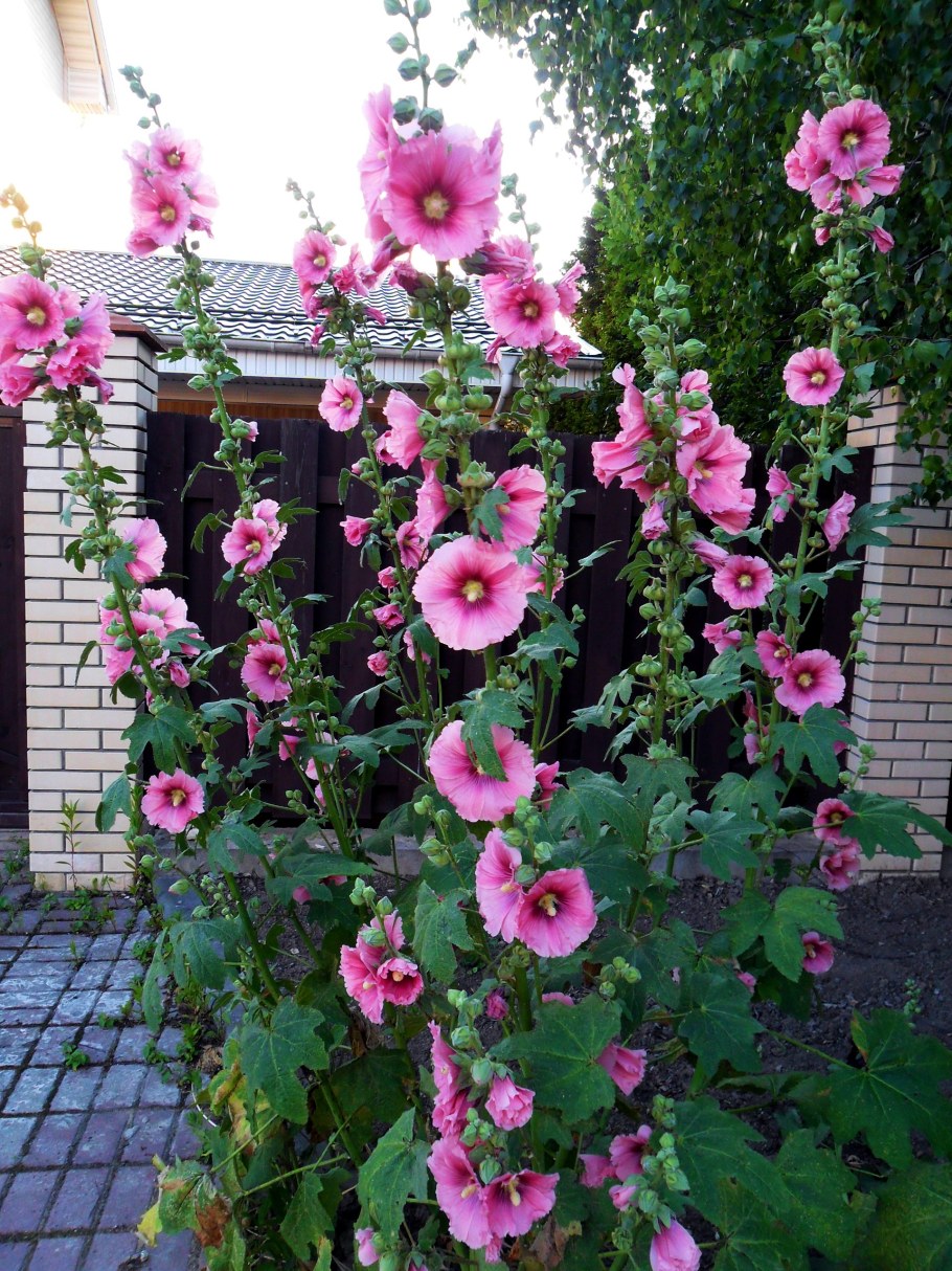 Шток-роза Бридесмейд