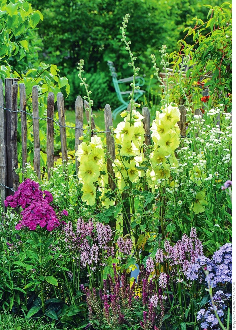 Шток-роза Квинни микс