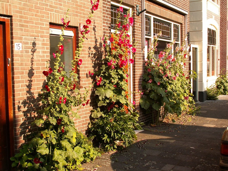 Мальва в палисаднике