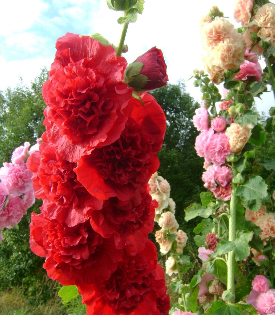 Мальва шток роза Скарлет