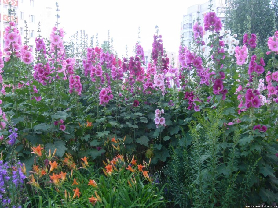 Трава наперстянка Мальва