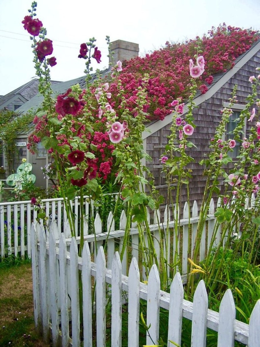 Мальва Живая изгородь