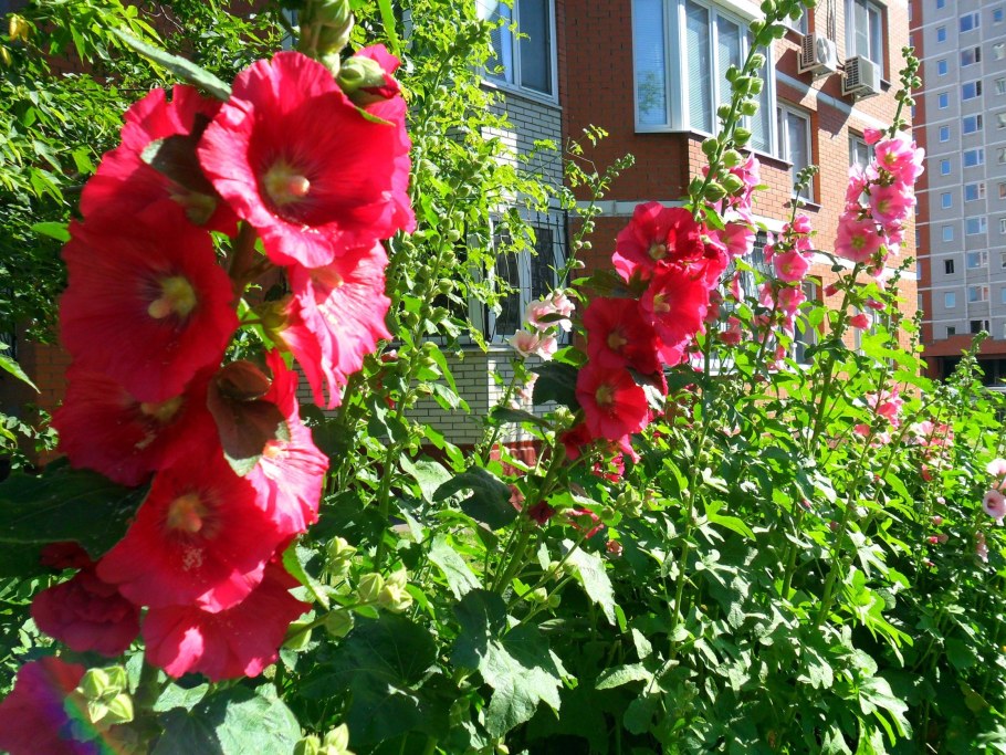 Шток-роза Бридесмейд