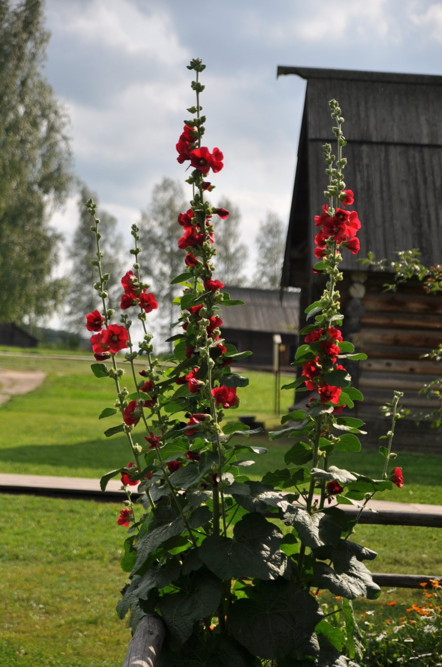 Мальва шток роза изгородь