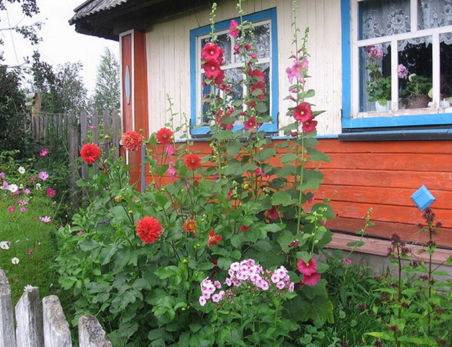 Мальва в палисаднике