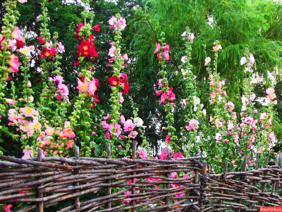 Мальва шток роза на клумбе