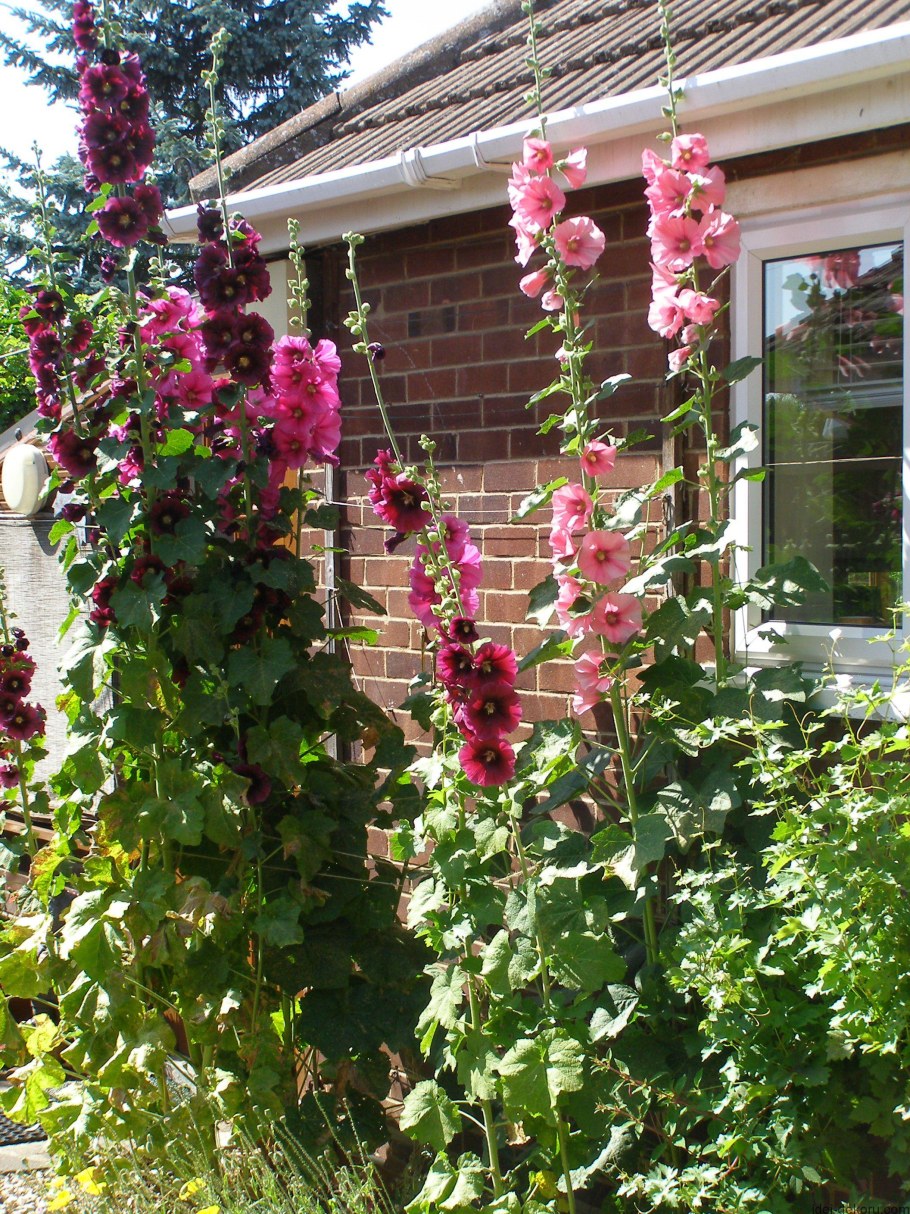 Мальва ампельная