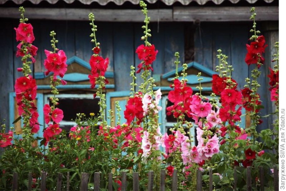 Мальва Садовая многолетняя