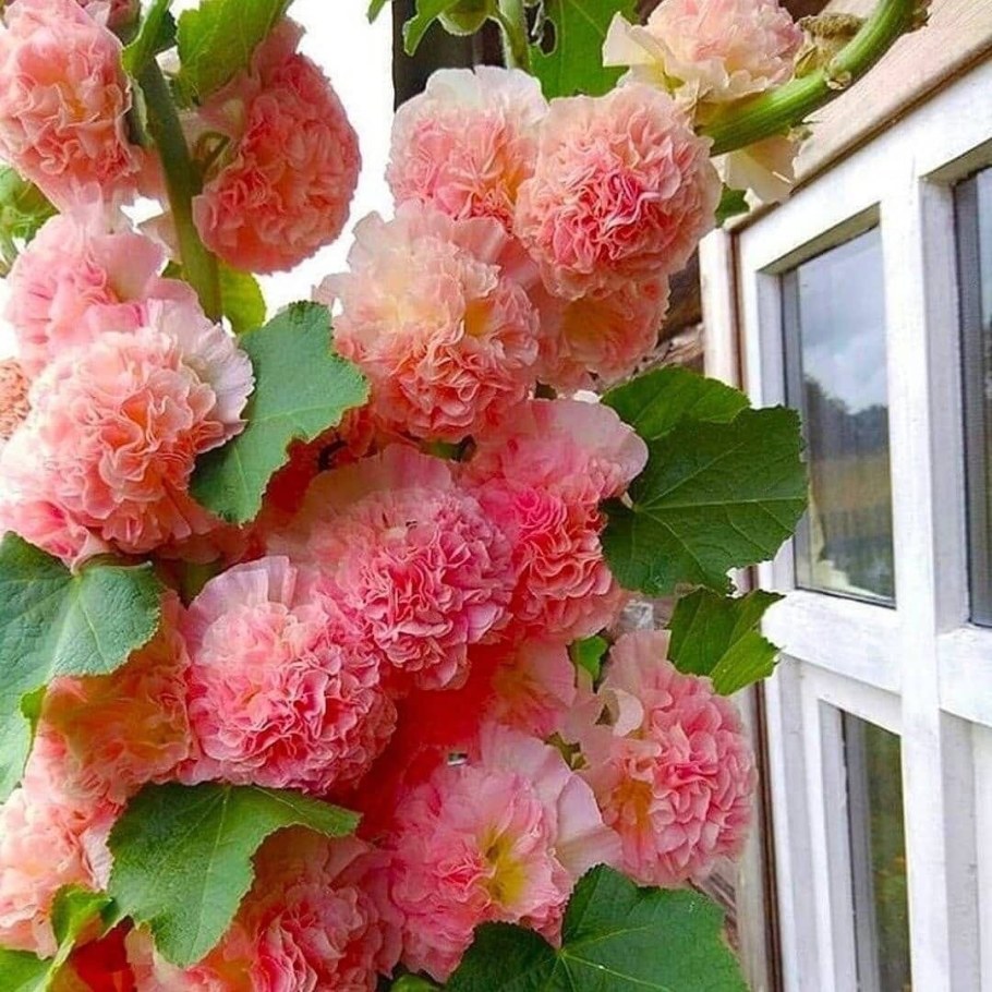 Шток роза Мажоретта