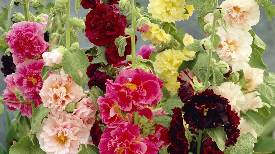 Шток роза индийская Весна