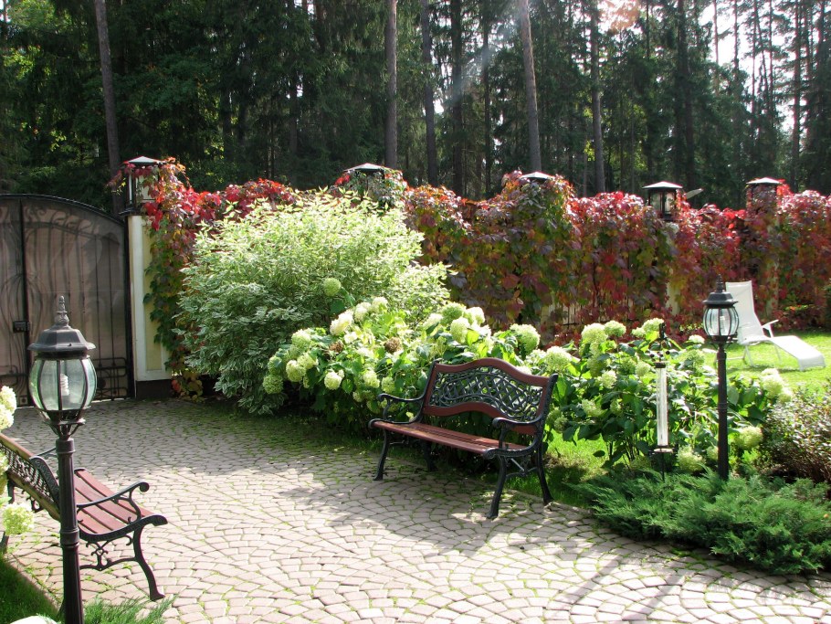 Пузыреплодник ред Барон Живая изгородь