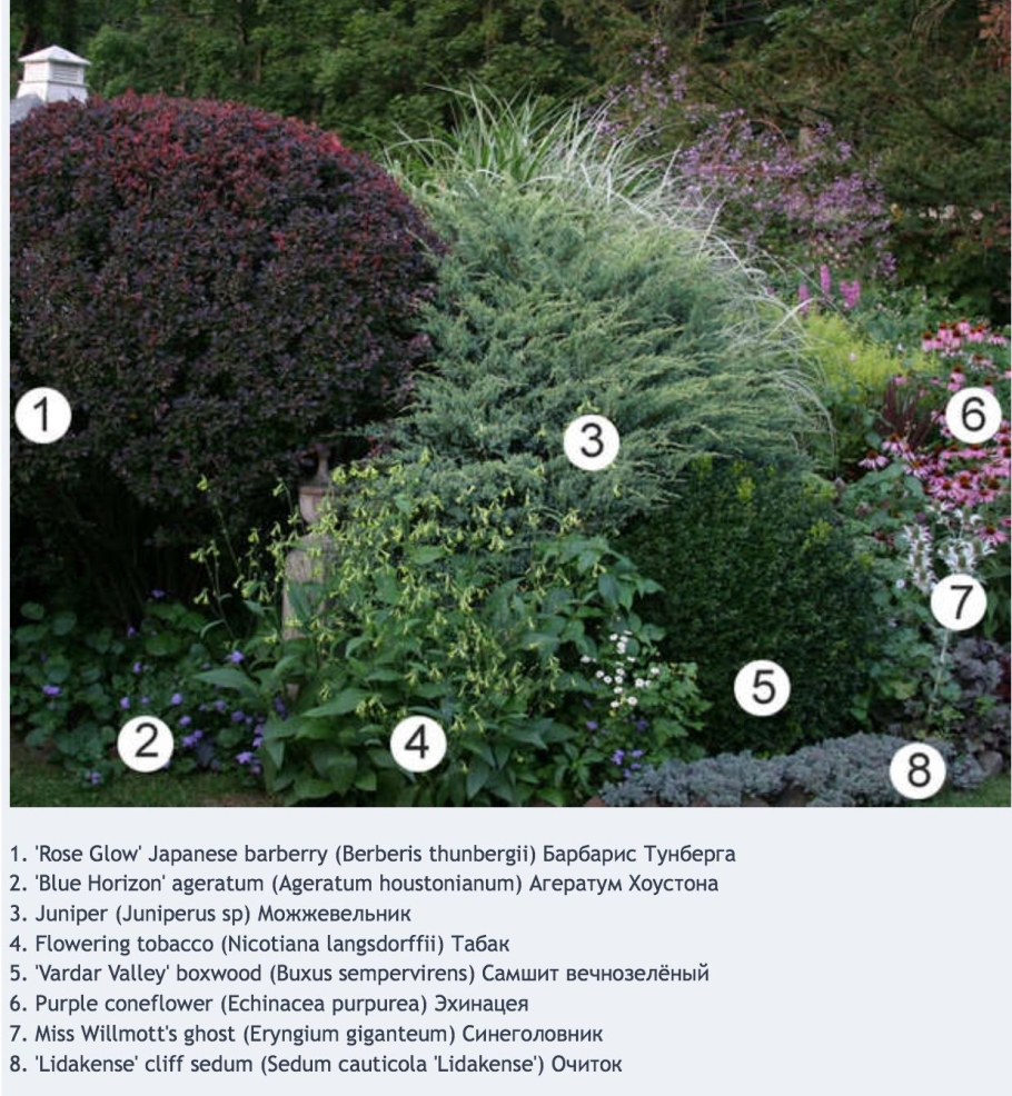 Ива пурпурная Нана в ландшафтном дизайне с хвойниками