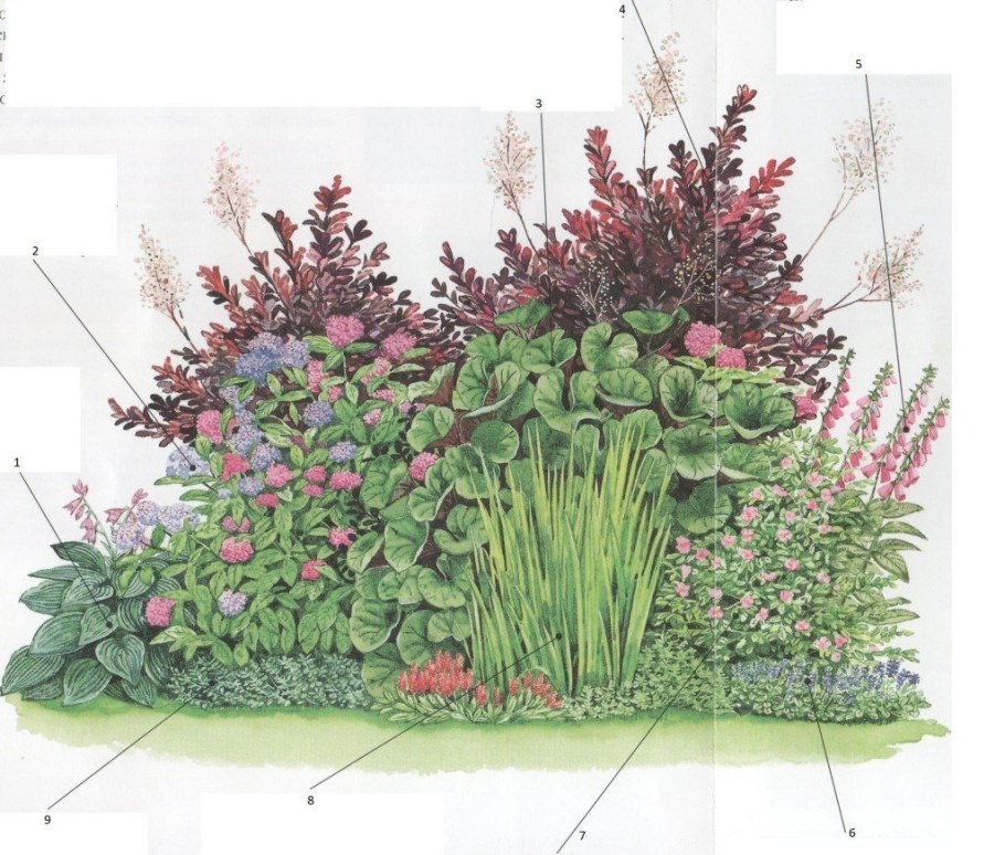 Теневыносливый миксбордер