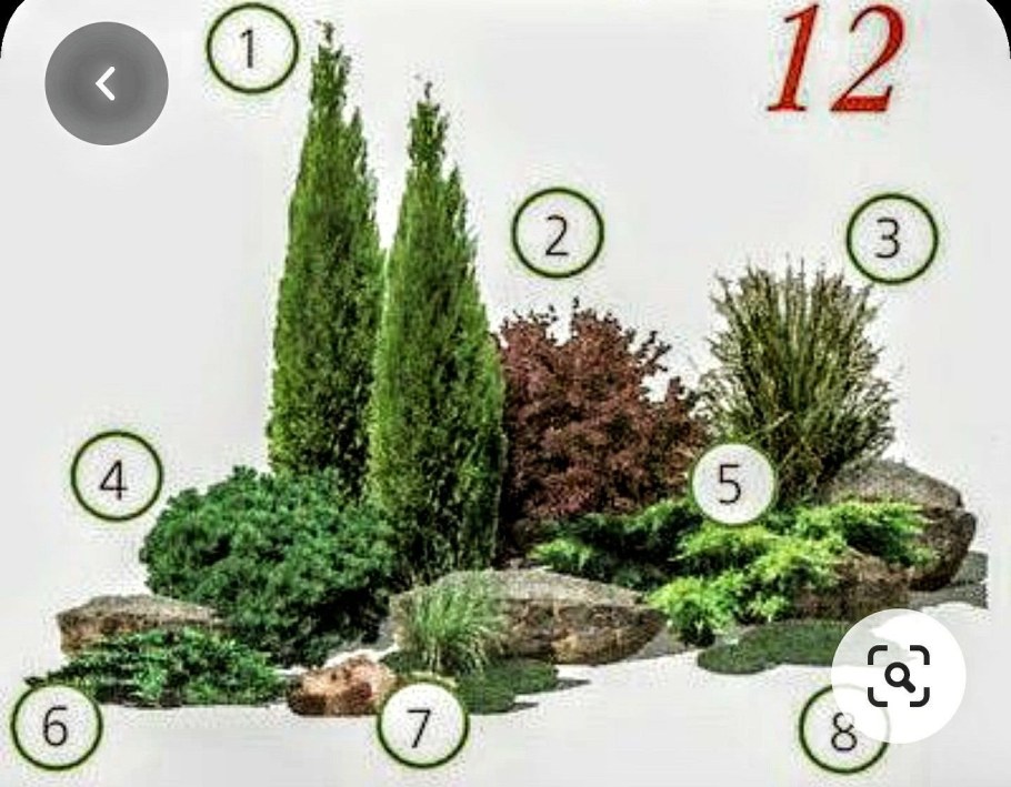 Миксбордер с можжевельником схемы