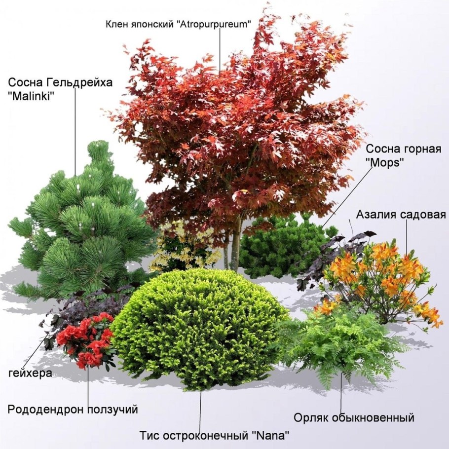 Клен Гиннала декоративность