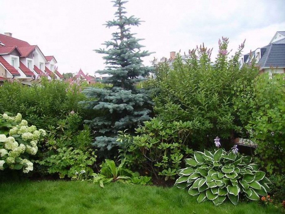 Клумба гортензия, пузыреплодник, Барбарис