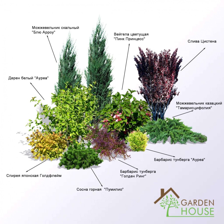 Миксбордер туя Барбарис