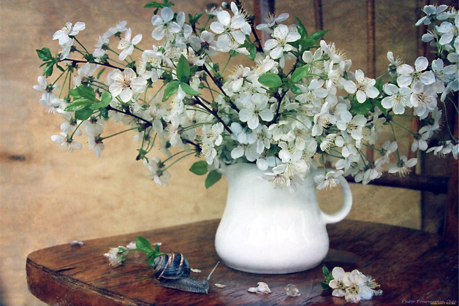 Ветка вишни в вазе