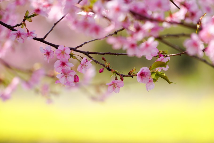 Цветущие ветки