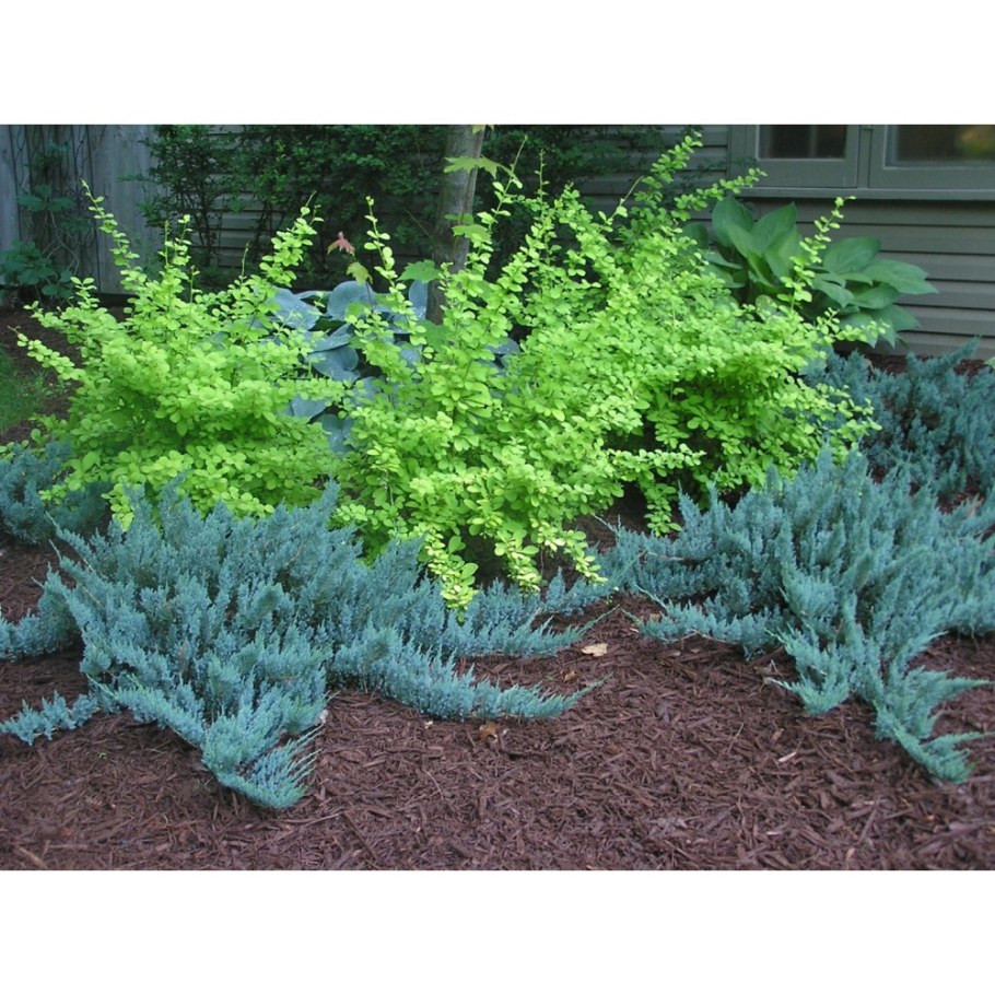 Можжевельник горизонтальный Блю