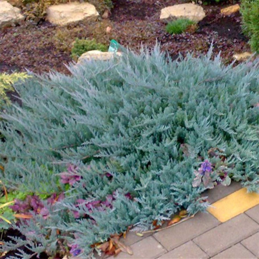 Можжевельник горизонтальный Блю чип р9