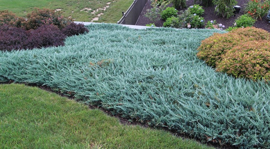 Juniperus horizontalis Blue Chip